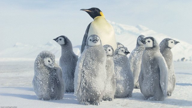 İmparator Penguenleri Hakkında 10 Gerçek